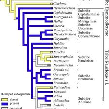 Image result for Fadogia schmitzii