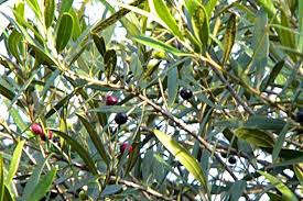 Support independent farmers and enjoy delicious olive oil all year Trees Palm Trees For Sale Trees For Sale Palm Trees For Sale Petronella Pyramid Pretoria Large Trees Rare Palms