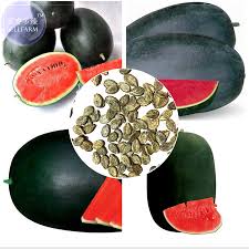 Second part of the season. Professional Pack Heirloom Yellow Skin Red Seedless Watermelon Seeds 5 Seeds Seeds Bulbs Rateshop Fruit Seeds