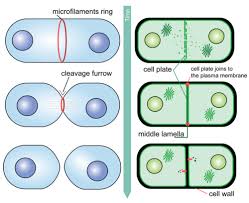 We did not find results for: How Does Mitosis In Animal Cells Differ From Mitosis In Higher Plant Cells Socratic