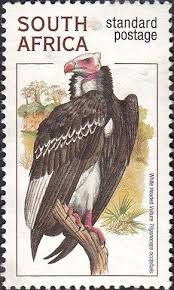 Birds Of South Africa Identification White Headed Vulture Trigonoceps Occopitalis Africa Bird Hunting Stamp