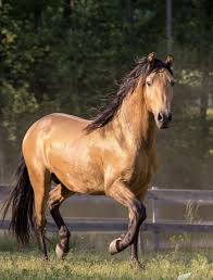 I Love This Horse Horse Pictures Horses Types Of Horses