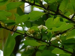 Image result for Catunaregam obovata