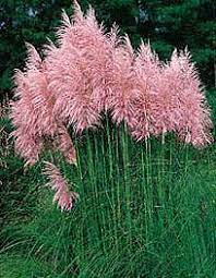 Disguising A Utility Pole Pink Pampas Grass Plants Cortaderia Selloana