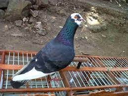 Lebih baik anda tidak memiliki burung dengan jenis mata warna hitam. Warna Yang Cocok Untuk Jodoh Merpati Megan Blog Kicau Mania