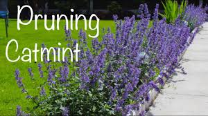 I bought them from a local garden center; Cutting Back Catmint Pruning Deadheading In Summer Nepeta Summer Magic Youtube
