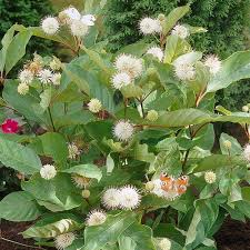 Image result for Cephalanthus
