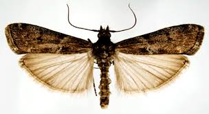 Image result for Pyla fusca