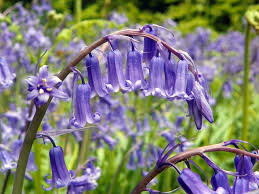 Bluebell Hyacinthoides Non Scripta Blue Bell Flowers English Flowers Woodland Flowers
