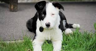 12,246 likes · 13 talking about this. Deaf Puppy For Adoption News Dogs Trust
