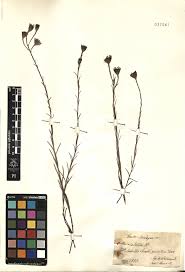 Image result for Oliverella hildebrandtii