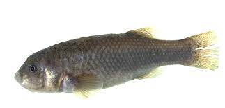 Image result for Orestias