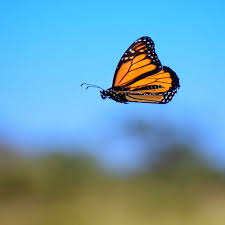 Image result for Monarch Butterfly