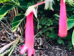 Image result for Dierama formosum