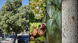 Image result for Brachychiton populneus