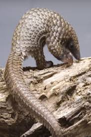 Sie Fuhlen Sich Mude Sehr Mude Sie Werden Haselnusse Finden Wildanimals Layer Dip In 2020 Saugetiere Lustige Tierbabys Ausgestopftes Tier