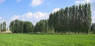 Hybrid Poplar Trees Shade Trees Frysville Farms Hybrid Poplar Tree Poplar Tree Shade Trees
