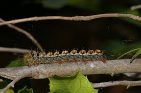 Image result for Millettia eetveldeana