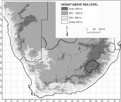 Image result for Deverra burchellii