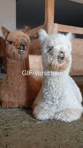 Weitere ideen zu gif lustig tiere, lustige tiere, gif. Alpaka Lustig Gif