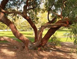 Image result for Searsia squalida