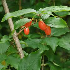 Image result for Cornus mas