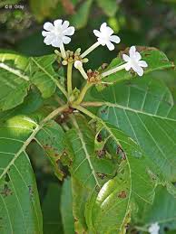 Image result for Guettarda