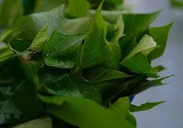 Cangkul tanah disisi batas agar ubi digali dengan mudah. Tanamsendiri Com Grow Your Own Tuaian Hari Ini Pucuk Ubi Keledek