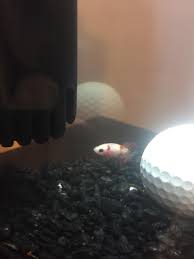 These freshwater fish are known best for their beautiful fins and color. Not The Best Quality But Theres My Baby Koi Female Betta Aquariums
