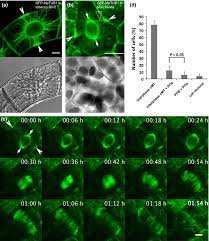 During animal cell division, the centrioles replicate (make new copies) and the centrosome divides. Comparison Of Cell Division In Higher And Basal Land Plants A Download Scientific Diagram