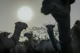 Check out our funny camel jokes and cheer up! Jmkbvek1mwvmrm