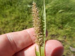 Image result for Setaria verticillata