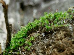 Image result for Urochloa subulifolia