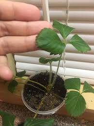 We did not find results for: Strawberry Leaves Turning Black And Drying Out What Should I Do Gardening Garden Diy Home Flowe Strawberry Leaves Plant Leaves Turning Strawberry Plants