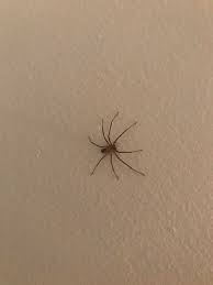 The united states is home to around 3,500 species of spiders. Is This A Brown Recluse Found Around Nashville Tn Spiders