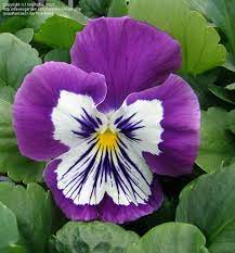 Pansy Whiskers Purple White Viola X Wittrockiana Pansies Flowers Pansies Flower Pictures