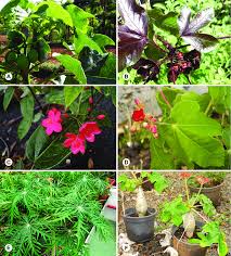 Image result for Jatropha schlechteri