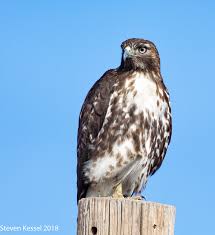 Posting guidelines most users in this sub are animal fans in general. Juvenile Red Tailed Hawk Sonoran Images