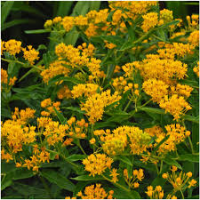 Hello Yellow Milkweed Seeds Asclepias Tuberosa Asclepias Tuberosa Yellow Perennials Asclepias