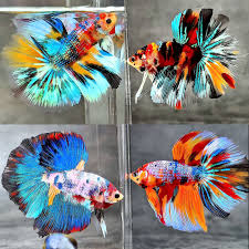 Image result for betta fish
