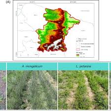 Image result for Polygala melilotoides