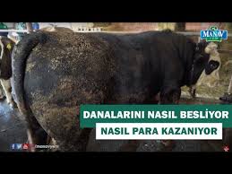 Ineklerde Ciger Hastaligi Nedir Veteriner Hekim Ahmet Mert Youtube