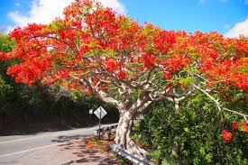 Browse 922 flamboyant tree stock photos and images available, or search for puerto rico or sky to find more great stock photos and pictures. The Flamboyant Tree So Much More Than A Plain Old Tree