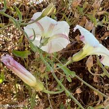 Image result for Barleria macrostegia