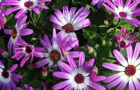Image result for Pericallis