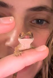 Banana: 4/10 ✌🏻🍌🦖 #reptilesoftiktok #reptiles #lizardsoftiktok #fyp  #cutepets #pet #exoticpets #cuteanimal #crestedgecko #crestedgeckosoftiktok  #crestedgeckos #crestedgeckobaby #crestedgeckobabies