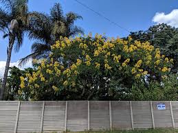 Image result for Senna spectabilis