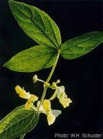 Image result for Vigna radicans