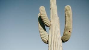 Cactus is not a safe substitute for potable water. Can You Drink Water From A Cactus Understanding The Dangers
