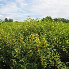 Image result for Chamaecrista